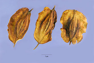 <i>Halesia diptera</i> Ellis var. magniflora Godfrey