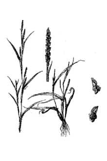 <i>Cenchrus granularis</i> L.