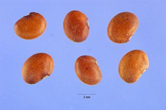 Common Salttree
