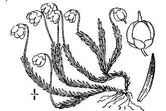 <i>Cassiope hypnoides</i> (L.) D. Don