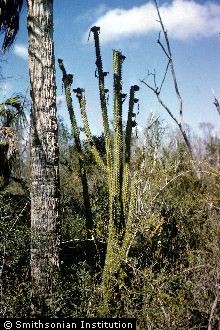 <i>Cereus gracilis</i> Mill. var. simpsonii (Small) L.D. Benson