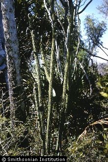 <i>Cereus gracilis</i> Mill. var. simpsonii (Small) L.D. Benson