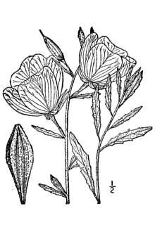 <i>Oenothera delessertiana</i> Steud.