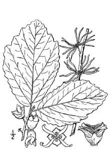 <i>Hamamelis virginiana</i> L. var. parvifolia Nutt.