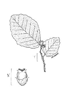 <i>Hamamelis virginiana</i> L. var. macrophylla (Pursh) Nutt.