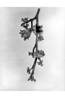 <i>Hamamelis virginiana</i> L. var. macrophylla (Pursh) Nutt.
