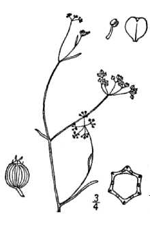 <i>Ptilimnium fluviatile</i> (Rose) Mathias var. viviparum (Rose) Reveal & Broome