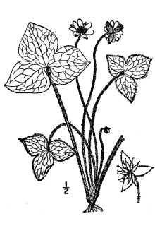 <i>Anemone acutiloba</i> (DC.) G. Lawson