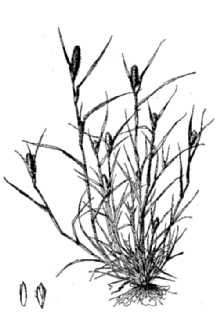 Foxtail Pricklegrass