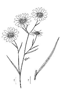 <i>Helianthus angustifolius</i> L. var. planifolius Fernald