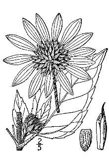 <i>Helianthus annuus</i> L. var. texanus (Heiser) Shinners