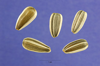 <i>Helianthus annuus</i> L. ssp. texanus Heiser