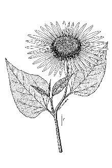 <i>Helianthus annuus</i> L. var. texanus (Heiser) Shinners