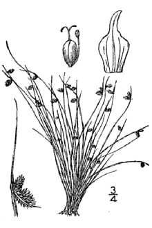 <i>Hemicarpha micrantha</i> (Vahl) Pax var. aristulata Coville