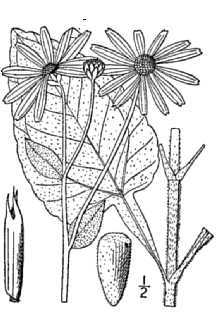 <i>Helianthus atrorubens</i> L. var. alsodes Fernald