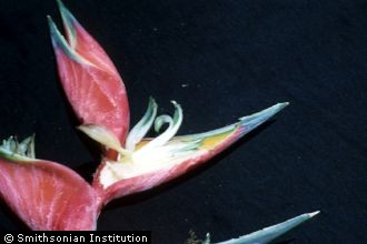 <i>Heliconia humilis</i> (Aubl.) Jacq., nom. utique rej.