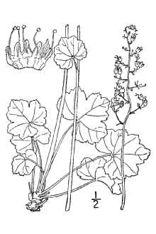 <i>Heuchera americana</i> L. var. calycosa (Small) Rosend., Butters & Lakela