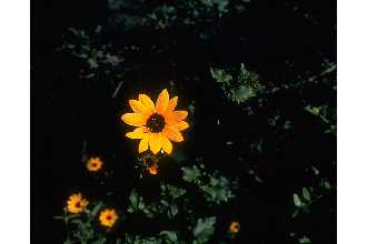 Cucumberleaf Sunflower