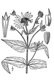 <i>Helianthus divaricatus</i> L. var. angustifolius Kuntze