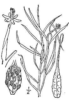 <i>Heteranthera graminea</i> (Michx.) Vahl