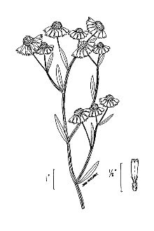 <i>Helenium floridanum</i> Fernald
