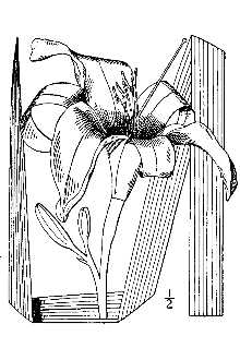<i>Hemerocallis fulva</i> (L.) L. var. kwanso Regel