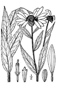 <i>Helianthus nuttallii</i> Torr. & A. Gray var. subtuberosus (Britton) B. Boivin