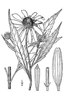 <i>Helianthus grosseserratus</i> M. Martens var. hypoleucus A. Gray