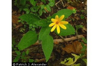 Smooth Oxeye