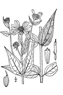 <i>Helianthus hirsutus</i> Raf. var. stenophyllus Torr. & A. Gray