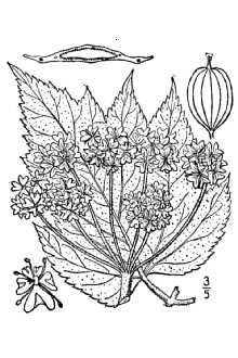<i>Heracleum lanatum</i> Michx.