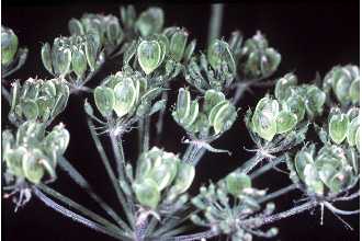 <i>Heracleum sphondylium</i> L. var. lanatum (Michx.) Dorn