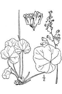 <i>Heuchera longiflora</i> Rydb. var. aceroides (Rydb.) Rosend., Butters & Lakela