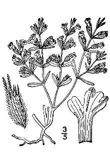 <i>Hedeoma ciliata</i> Nutt.