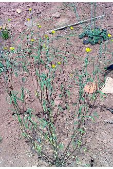<i>Viguiera longifolia</i> (B.L. Rob. & Greenm.) S.F. Blake var. annua (M.E. Jones) S.L. We