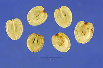 <i>Heracleum sphondylium</i> L. ssp. montanum (Schleich. ex Gaudin) Briq.