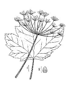 <i>Heracleum lanatum</i> Michx.