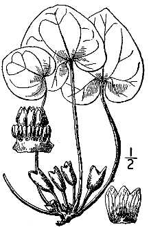 <i>Hexastylis memmingeri</i> (Ashe) Small