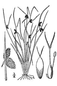 <i>Scirpus micranthus</i> Vahl