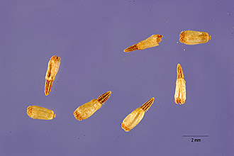 <i>Helenium ooclinium</i> A. Gray