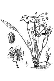 <i>Echinodorus tenellus</i> (Mart. ex Schult. f.) Buchenau var. latifolius (Seub.) Fassett