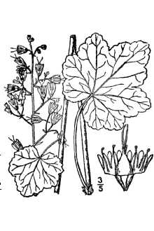 <i>Heuchera pubescens</i> Pursh var. brachyandra Rosend., Butters & Lakela