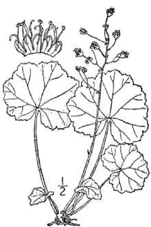 Littleflower Alumroot
