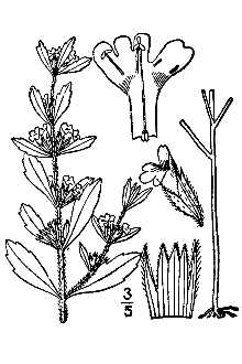 <i>Ziziphora pulegioides</i> (L.) Desf.