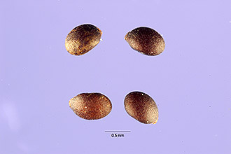 <i>Ziziphora pulegioides</i> (L.) Desf.