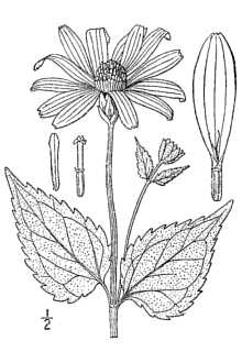 <i>Heliopsis helianthoides</i> (L.) Sweet ssp. scabra (Dunal) T.R. Fisher