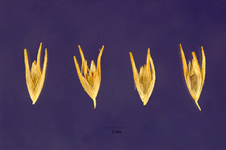 <i>Sporobolus schoenoides</i> (L.) P.M. Peterson