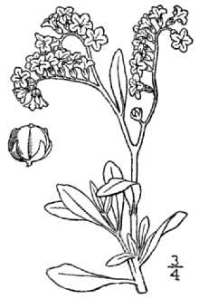 <i>Heliotropium spathulatum</i> Rydb.