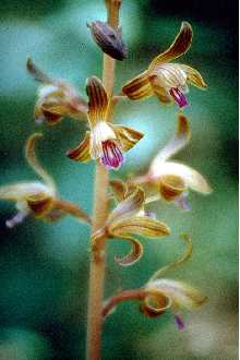 Spiked Crested Coralroot