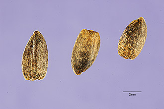 <i>Helianthus saxicola</i> Small